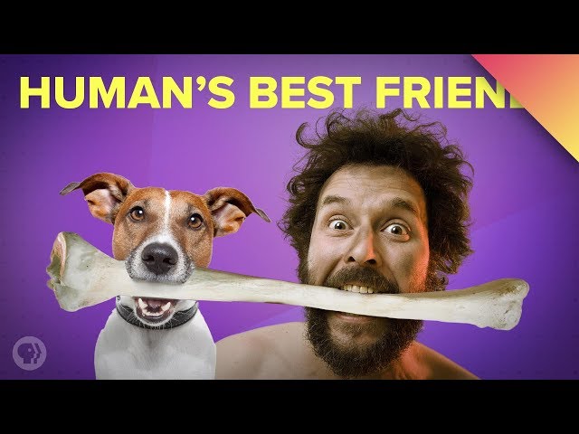 How Dogs Became Our Best Friends (ft. MinuteEarth!)