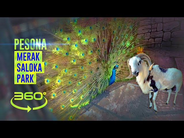 DOMBA MERAK BIKIN SENANG 🦚 DI SALOKA PARK SEMARANG❗VIRTUAL WALKING by ARTBIZ 360 - SALOKA #3