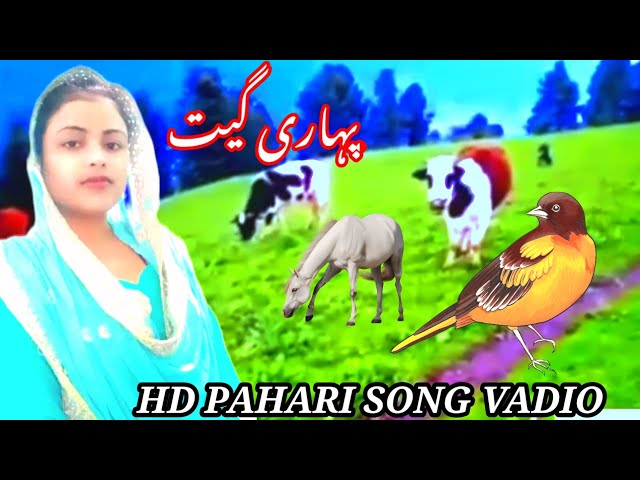 #hamara_jk MARA BABLA PAHARI SONG |OLD PAHARI SONG|GUJARI GeeT|KASHMIR PAHARI SONG|K KASHMIR GUJJAR