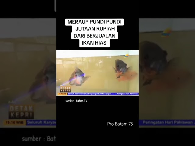 PUNDI PUNDI RUPIAH DARI BUDIDAYA PERIKANAN DI BATAM#shorts