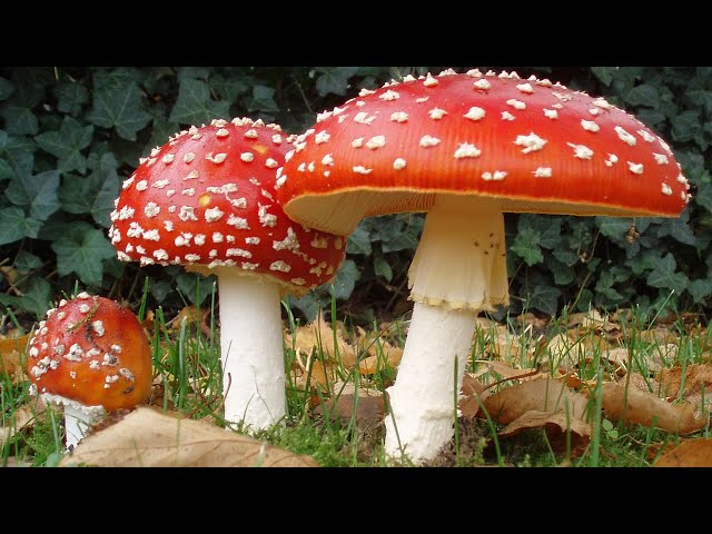 Why I walked into the little enchanted walk next to the Peppers Cradle Mountain Lodge?