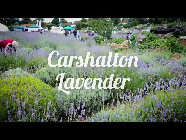 Carshalton Lavender was started back in 1996, it's still going strong today  - Secret Carshalton TV