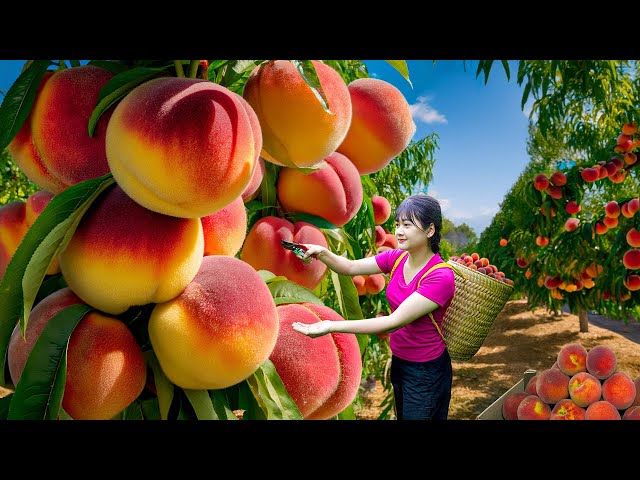 Harvest Giant Rare Mutant Peaches to Sell - Unique Traditional Recipes for Cooking Cake in Village