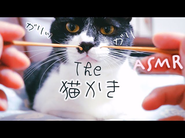 ASMR Cat Stroking with a Bamboo Ear Pick for SLEEP