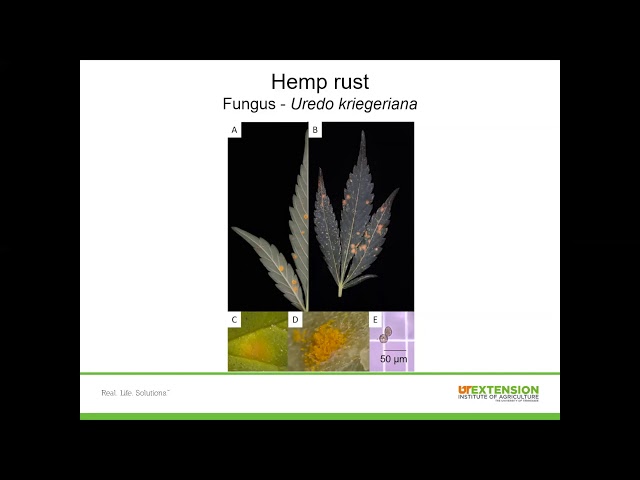 Hemp Pests and Diseases