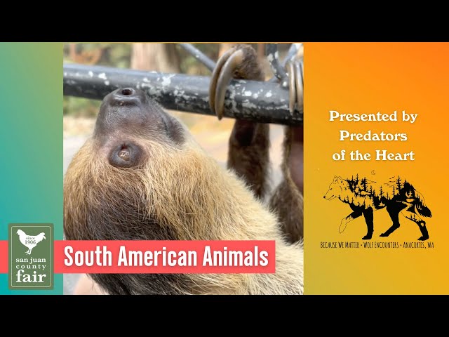 Predators of the Heart: South American Animals - #SJCFair2021