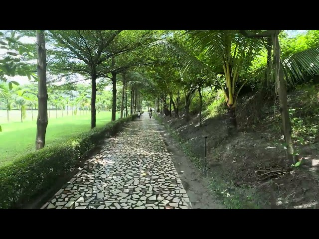 Calm Walk on the road Under Tree Shade | Royalty free stock video footage - No copyright | HD