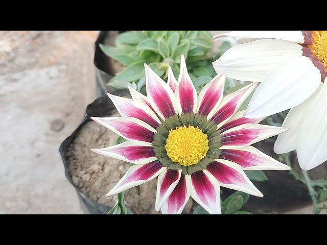 Paridhi nature lovers plants Live Stream on hi ji ♥️☘️ welcome my live stream 🙏♥️☘️