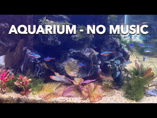 Relaxing Aquarium Fish Tank Sounds - NO MUSIC - Water Stream Sound to Sleep, Relax, Meditate, Study