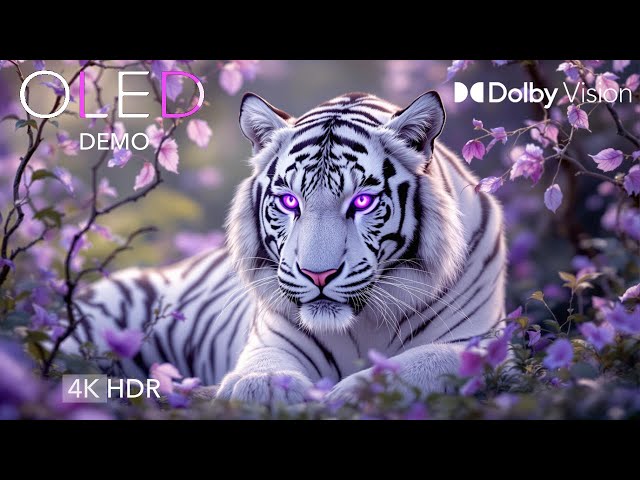 Wildlife 4k Ultra HD 60fps HDR OLED Demo | Dolby Vision™