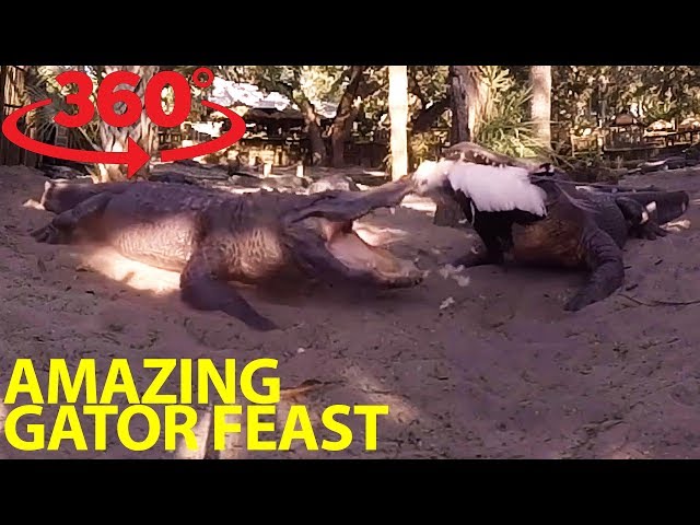 Extraordinary gator feeding frenzy in 360