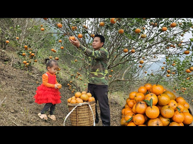 Harvest orange gardens bring them to the market to sell-Gardening and growing vegetables,farm life.