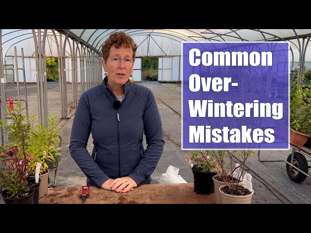 Common Mistakes I See with Overwintering Perennials