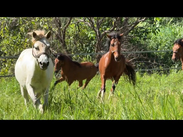 Relocated Horses to New Land For A New Life - ElephantNews