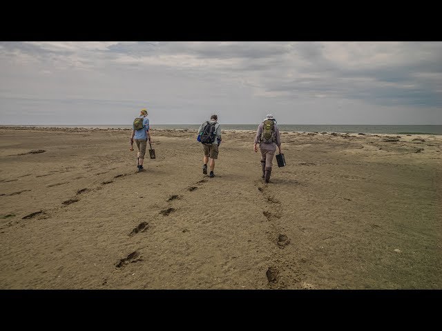 VCU Coastal Plant Ecology Lab: Research on Hog Island