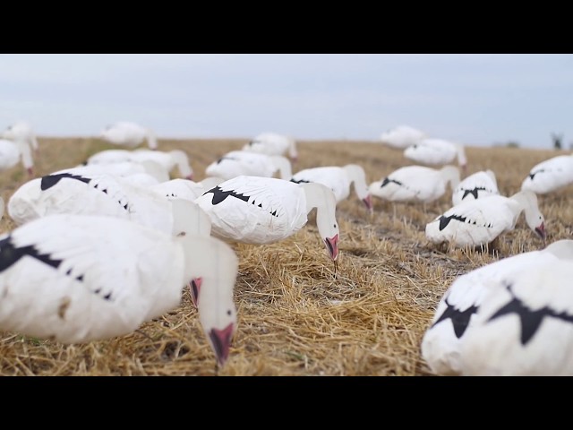 Hired to Hunt Season 3 #4:  No Show Snow Show.  Goose and Duck Hunting.  Limit hunts in Alberta.