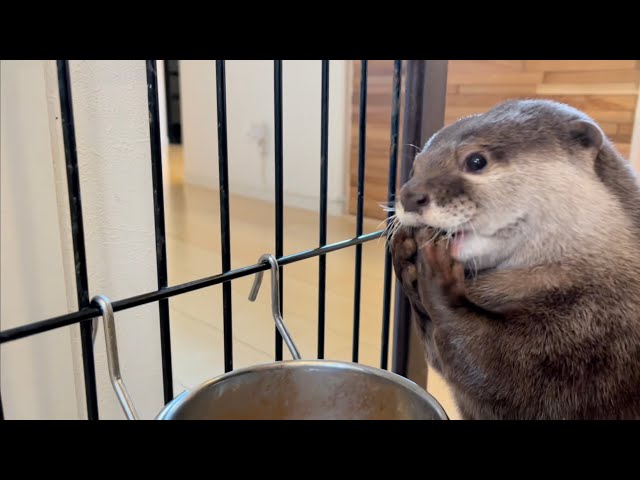 Eat, drink, rest otter