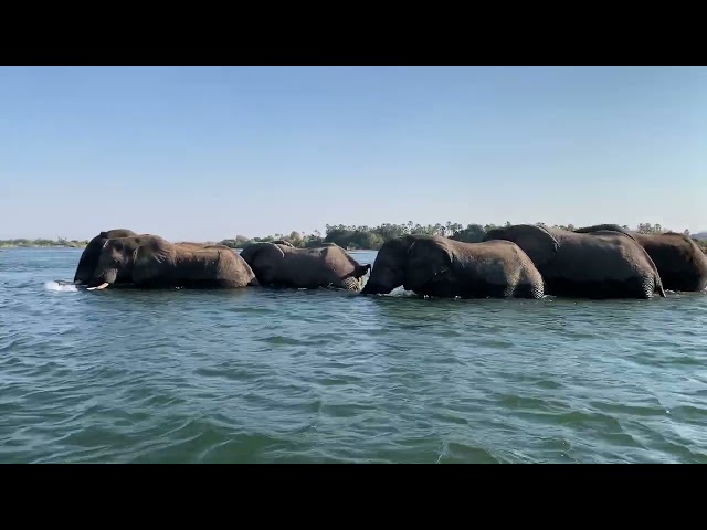 Elephant swim and walk across the mighty Zambezi River