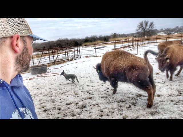 Gate Open!?...Calves Got Out!