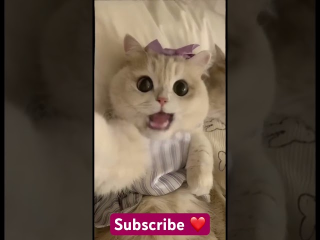 MOST VIRAL SONG🤤💕| CUTE CAT SINGING #viralvideo #catshorts #funny #ai #APT