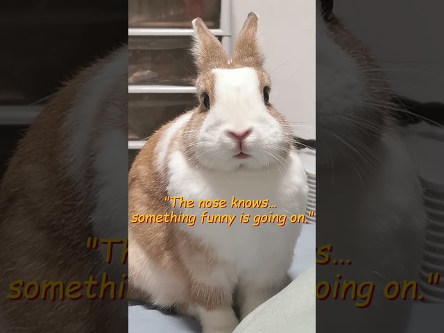 Bunny Nose Knows 🐰 Please Subscribe ❤️#BunnyVideos,#CutePets,#funny,#viralvideo