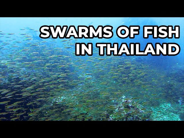 Like Swimming Through an Aquarium! SCUBA Diving off of Phuket | 1 Hour Underwater ASMR