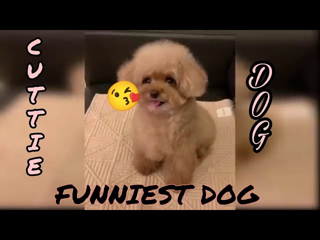 Funniest dog 2022