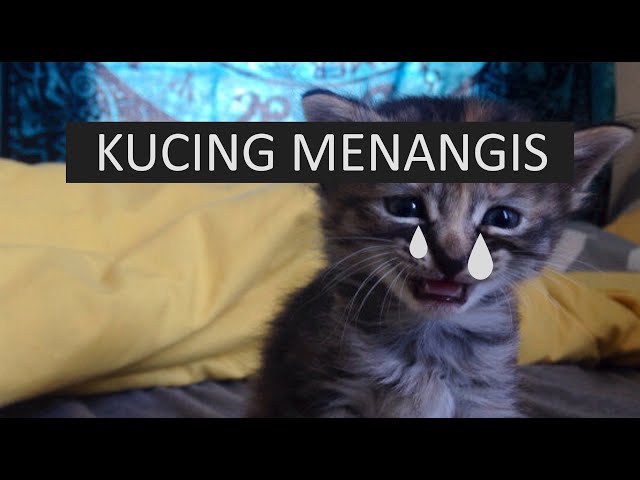 Kucing Menangis sedih karena teman-nya meninggal 😭😭