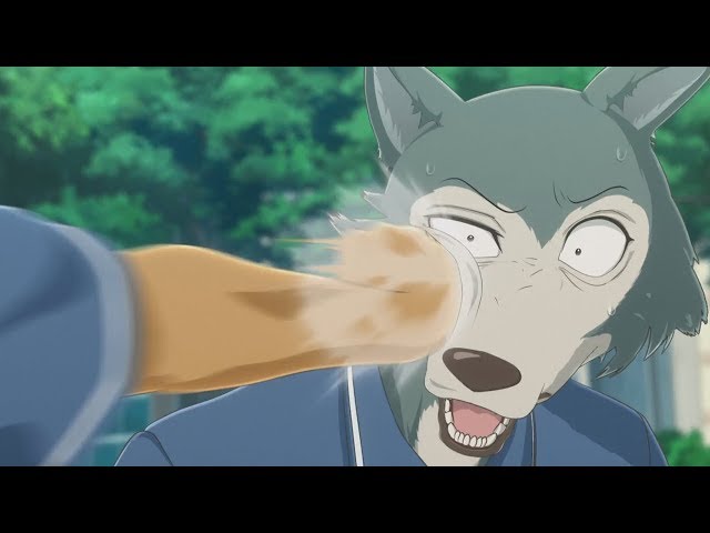 [YTP] BEASTARS Legosi x Louis Fight Yiff