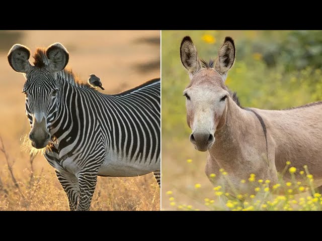 Chinese zoo accused of painting donkeys black and white to look like zebras: ‘Stripes look a mess’