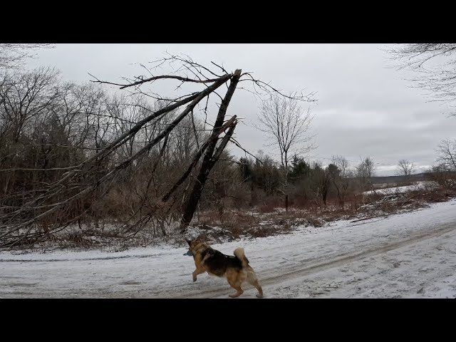 One Sketchy Tree Has To Come Down And Today Is The Day!