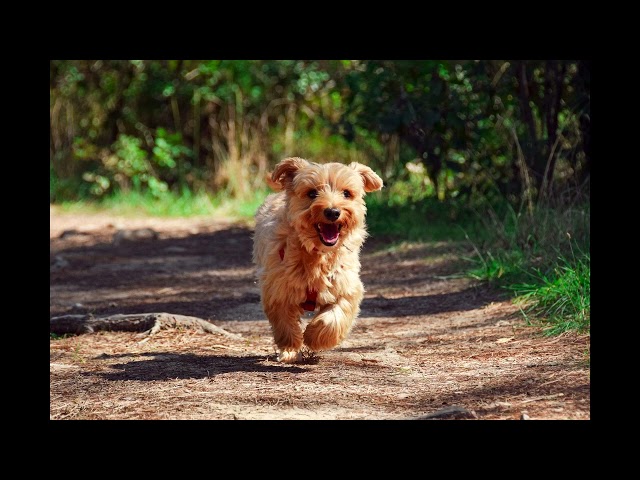 Barking Small Puppy Dog 1 Hour Animal Sound