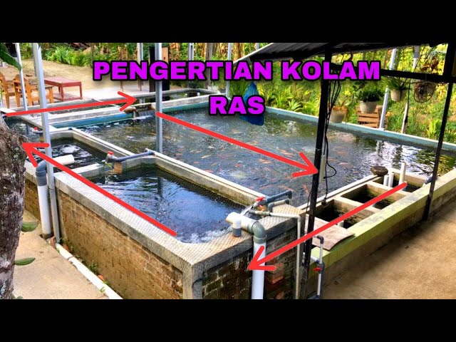 PENJELASAN LENGKAP KOLAM SISTEM RAS / RECIRCULATING AQUACULTURE SYSTEM (RAS)