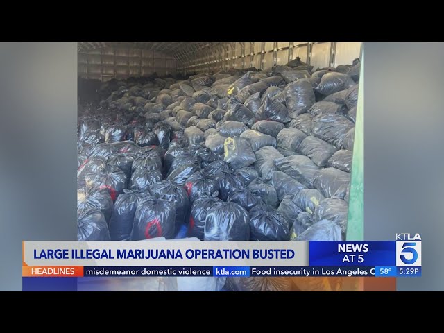 Over $100 million worth of marijuana found in San Bernardino County drug bust