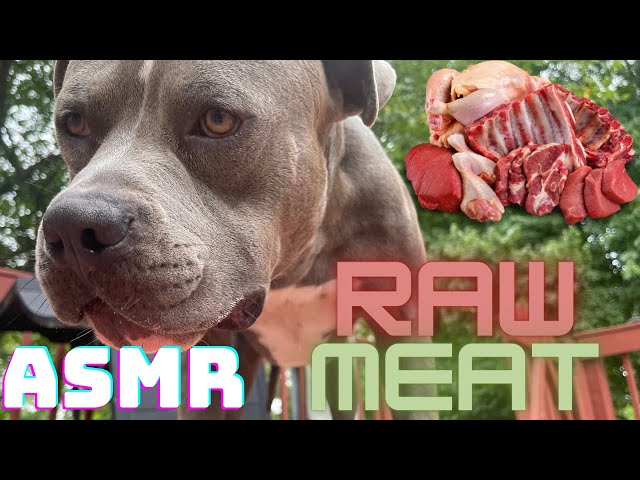 Bleu The Pitbull Eating Raw Foods Chicken Hamburger | Nature Sounds #shorts #asmr