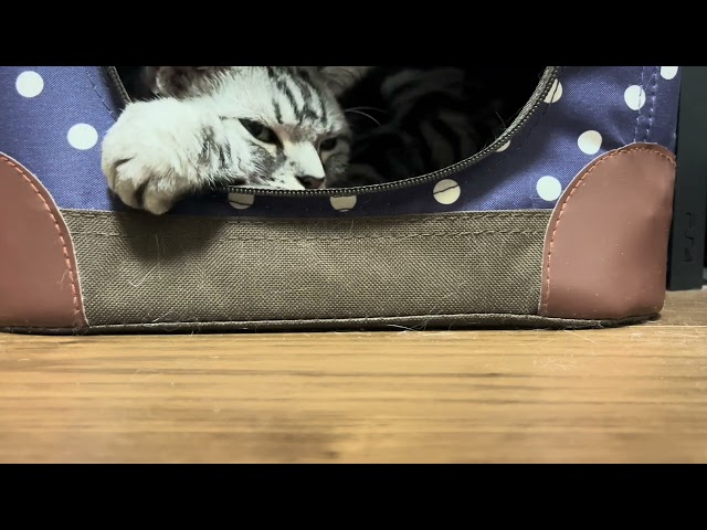 奥まったところで寝る猫のクレアさん