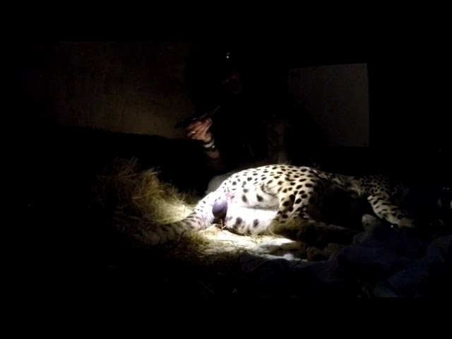 Cheetah mom giving birth, never seen before footage!