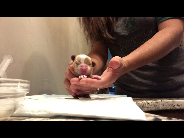 Tube Feeding a Cleft Palate Puppy