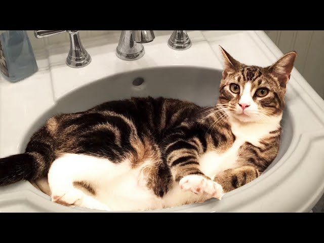 Cute and Funny Cat Videos to Keep You Smiling! 🐱