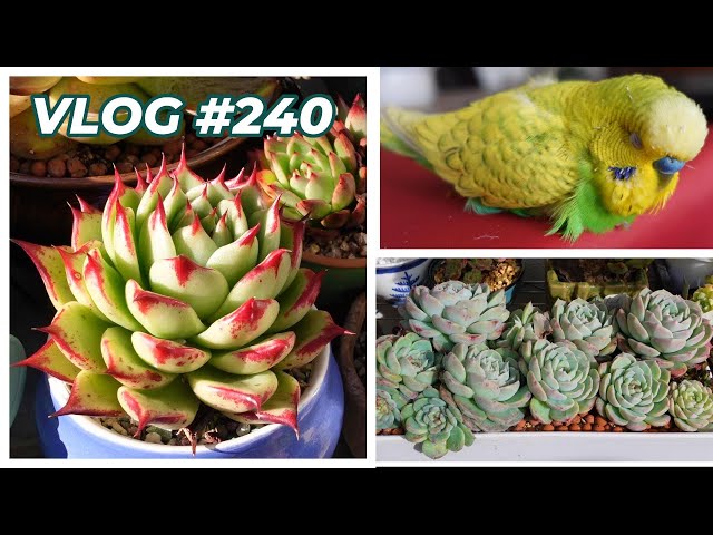 Controlling My Emotions or He Will Die | VLOG #240 - Growing Succulents with LizK