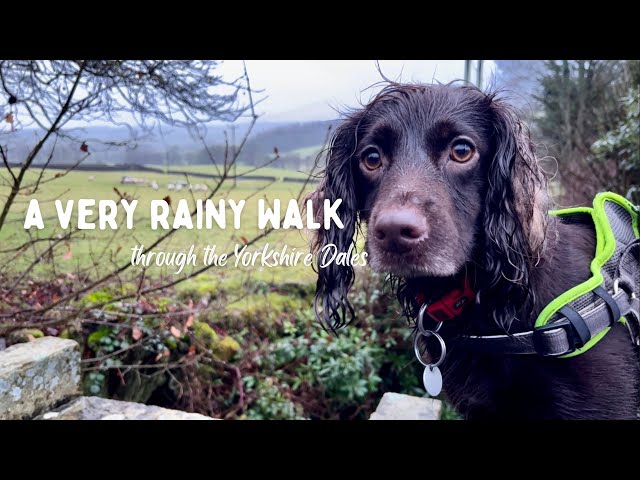 Rainy Walk with ASMR | Yorkshire Dales | English Countryside | Yorkshire Walking Girl