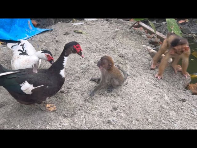 Scott's monkey looks for trouble with the ducks