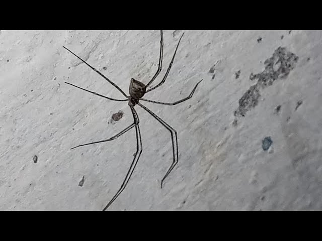 Pholcus phalangioides spider | spider phobia | pholcid spider | spider lily phool | pholcus spider