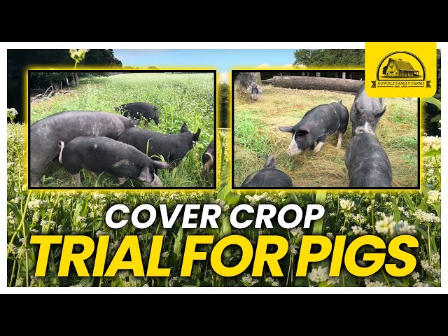 Testing Cover Crops for Pigs: How Well Will It Work?