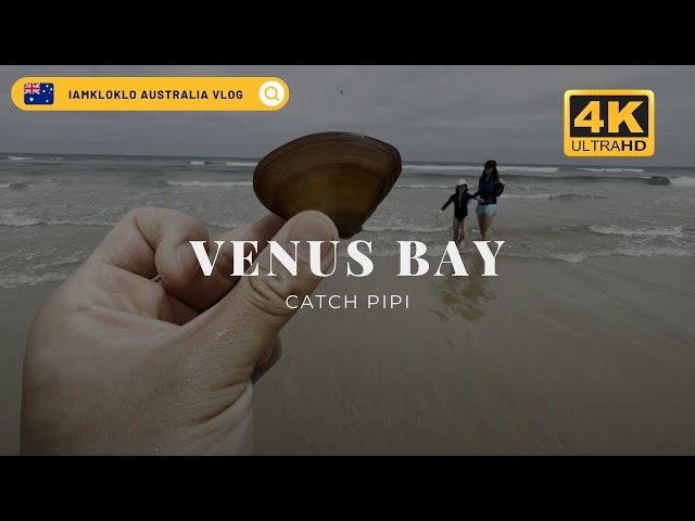 Exploring the Beauty of #VenusBay: A Guide to Catch Pipi Collection for Beach Fishing Enthusiasts