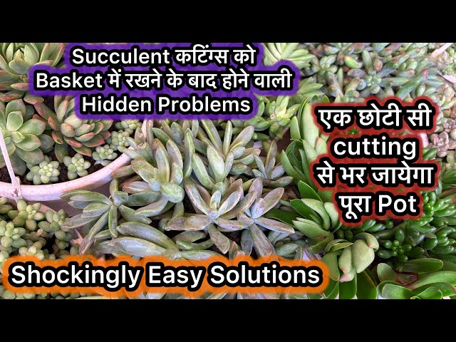 Hidden Problems After Placing Succulent Cuttings in Basket & Their Shockingly Easy Solutions|