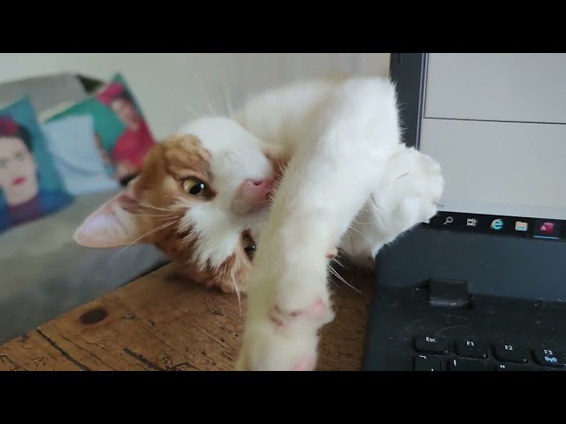 Cute and Funny || Compilation #28 || Cat's world