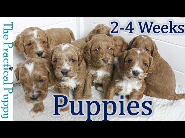 Watching Puppy Grow from 2 to 4 Weeks