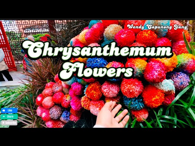 CHRYSANTHEMUM FLOWERS