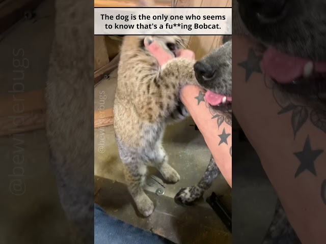 Dog seems to be the Only One Who Knows It's a Bobcat.